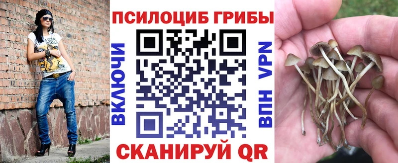 Галлюциногенные грибы Psilocybe  ОМГ ОМГ онион  Буйнакск  закладки 